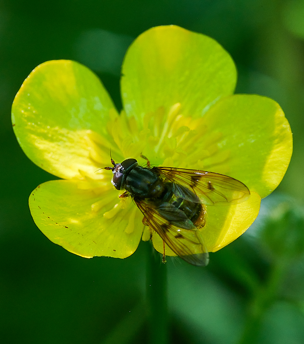 FoxleyWoodHoverfly2130612-5