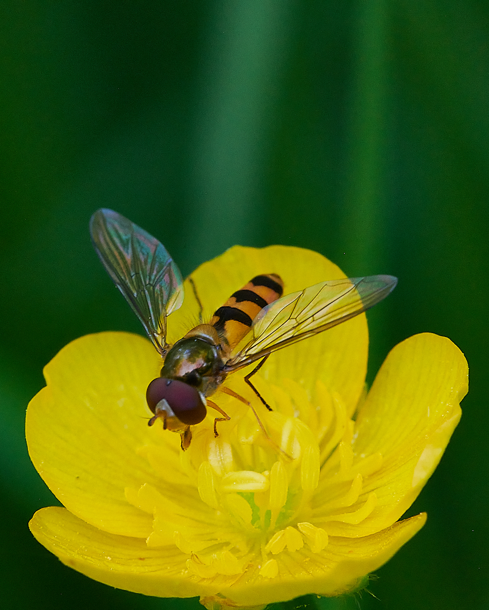 FoxleyWoodHoverfly3130612-2