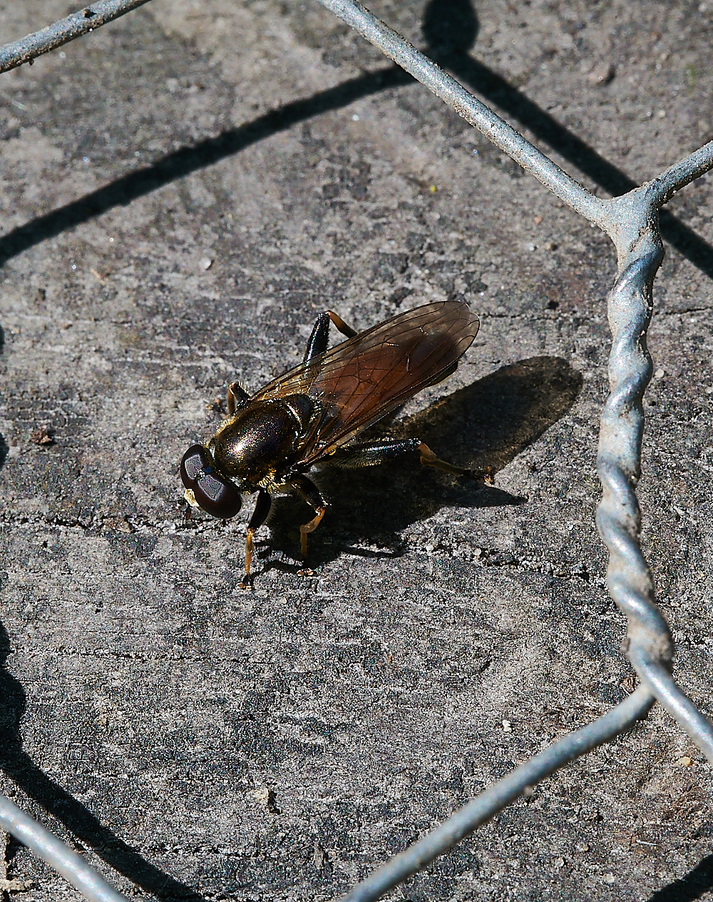 FoxleyWoodHoverfly4130621-1