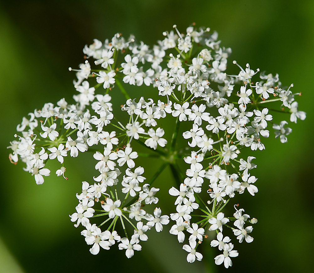 FoxleyWoodPignut130621-2