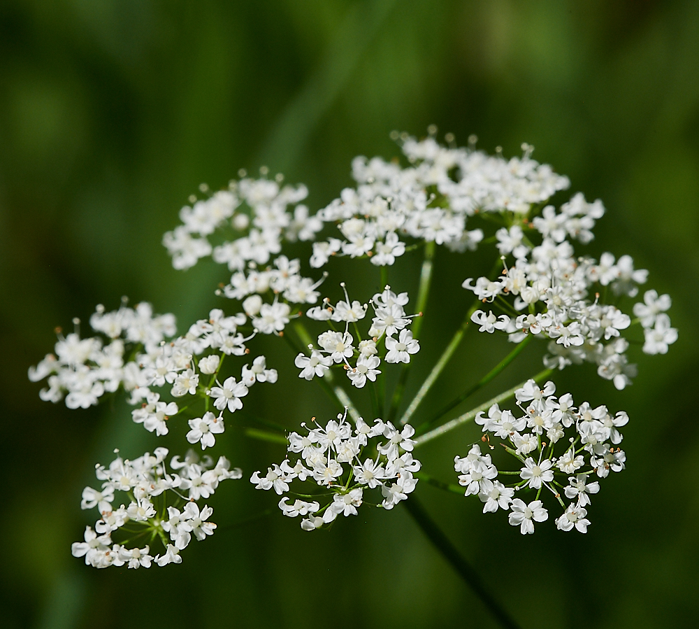 FoxleyWoodPignut130621-3