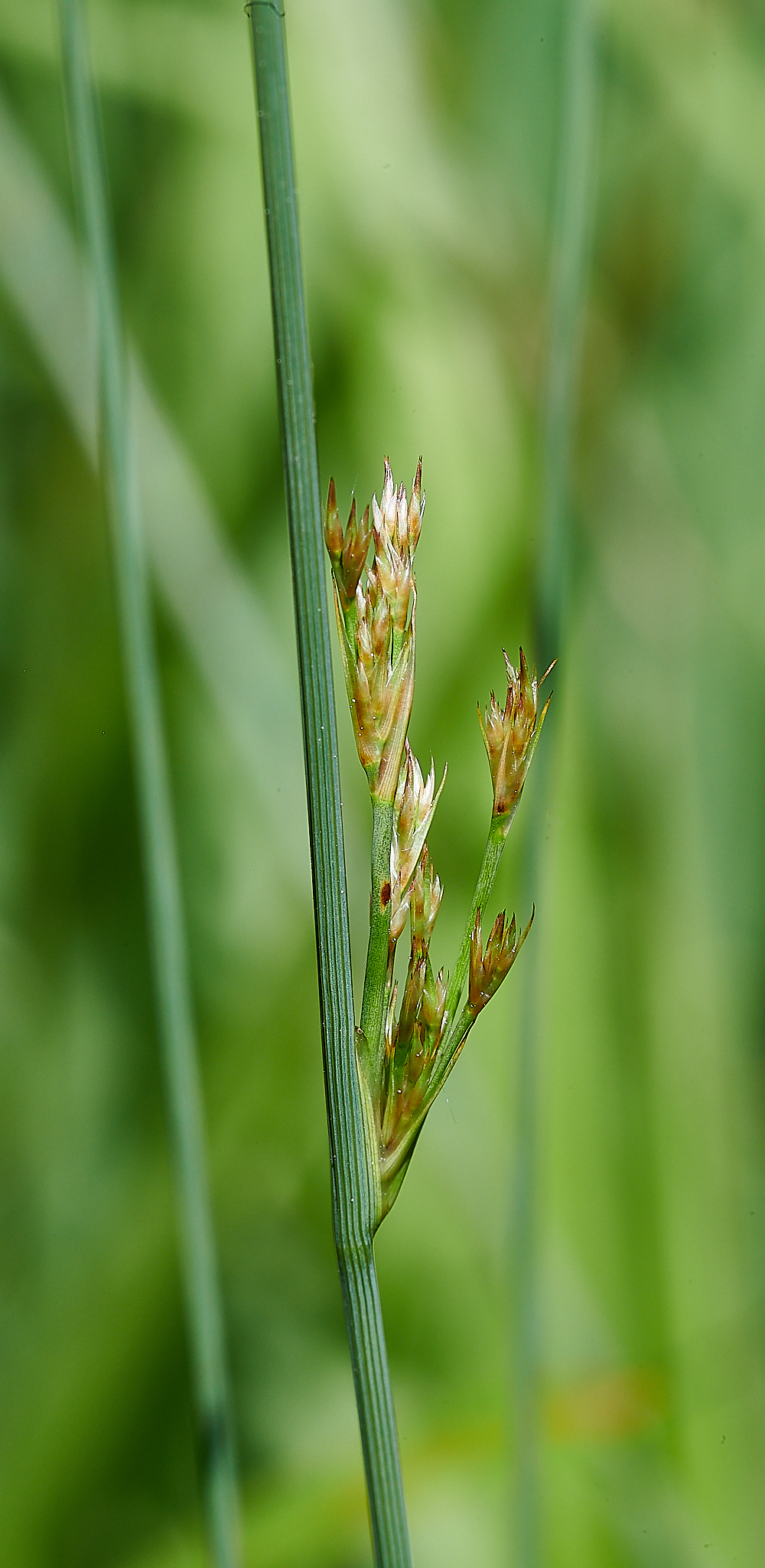 FoxleyWoodRush130621-1