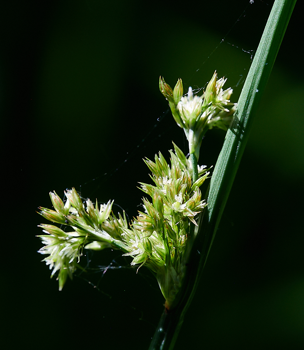 FoxleyWoodRush2130621-1