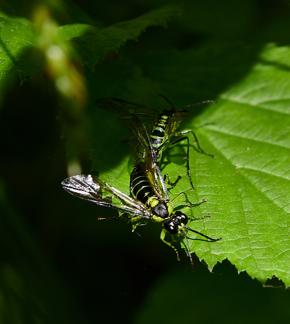 FoxleyWoodSawFly3130612-1