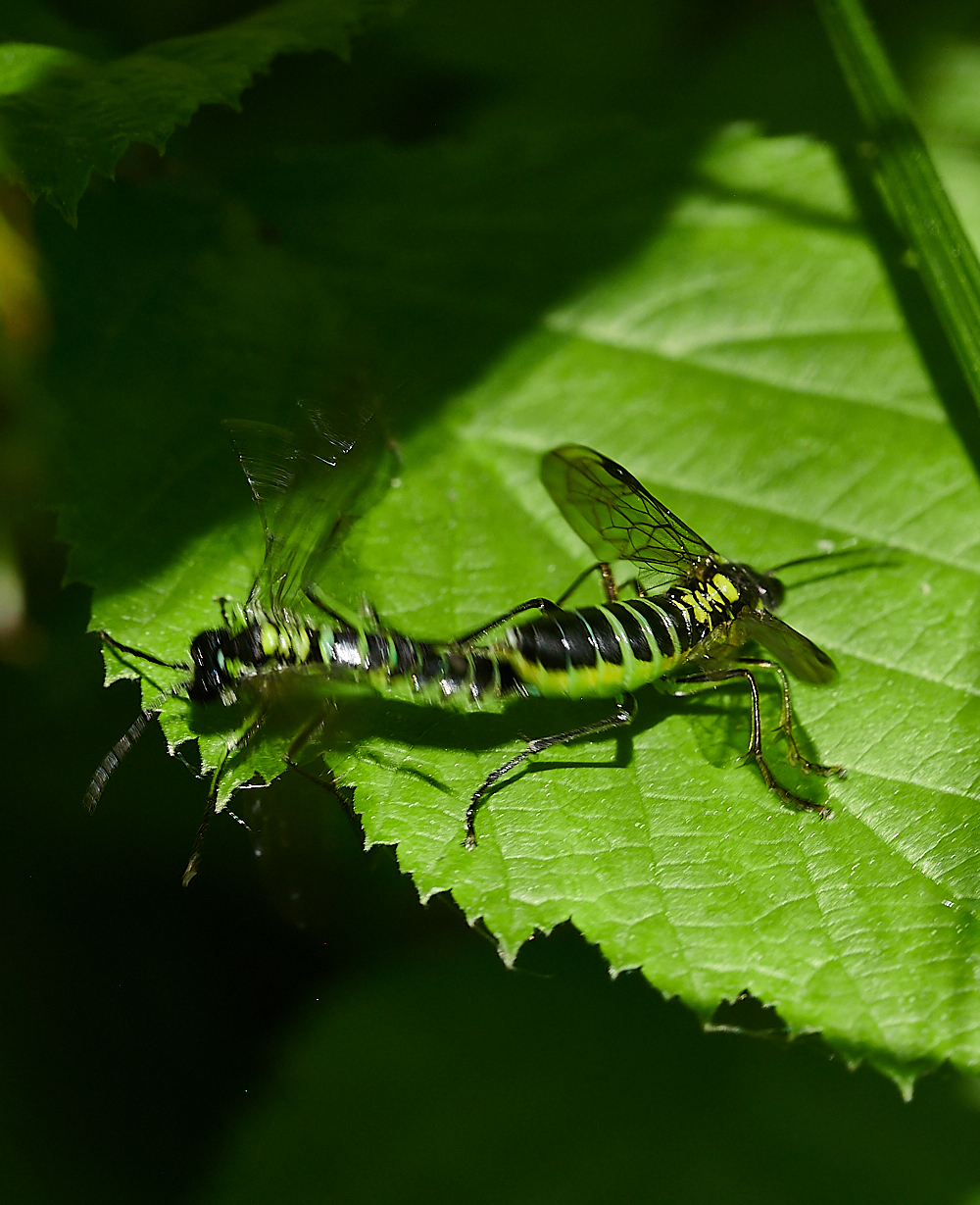 FoxleyWoodSawFly3130612-2