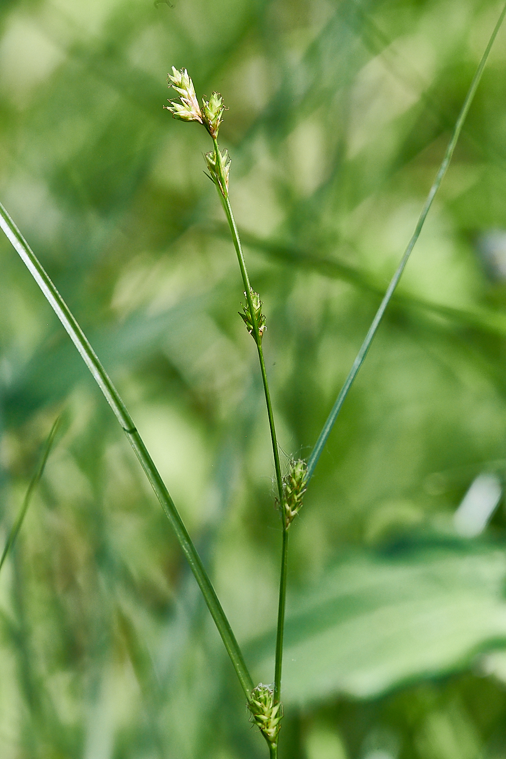 FoxleyWoodSedge130621-1