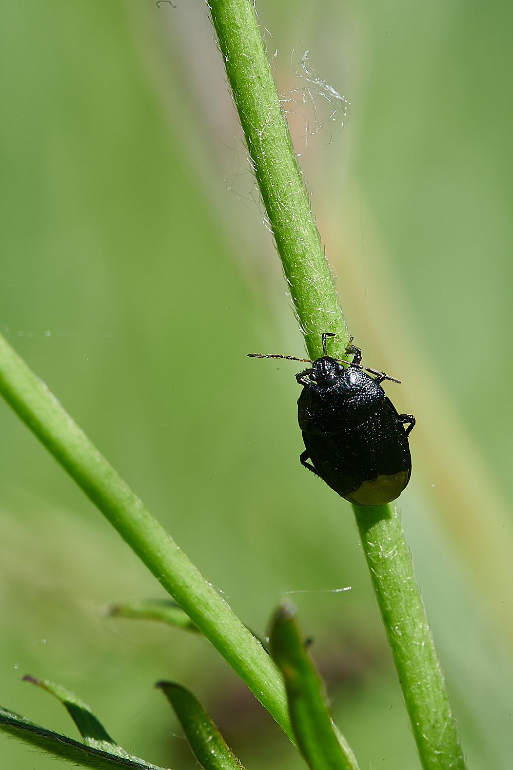 FoxleyWoodShieldbug130621-1