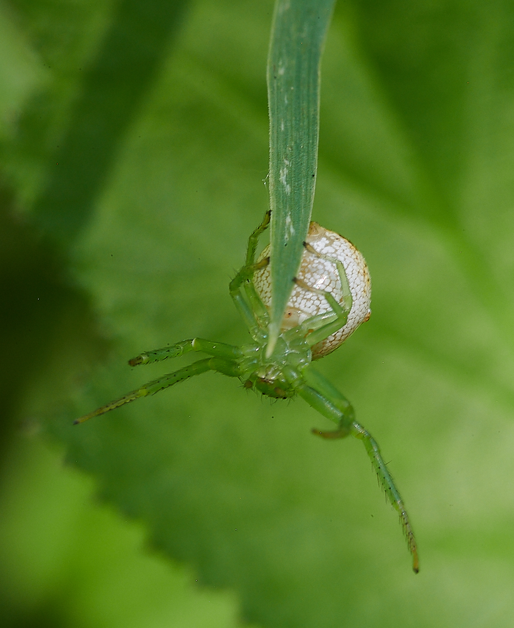 FoxleyWoodSpiderSp130621-3