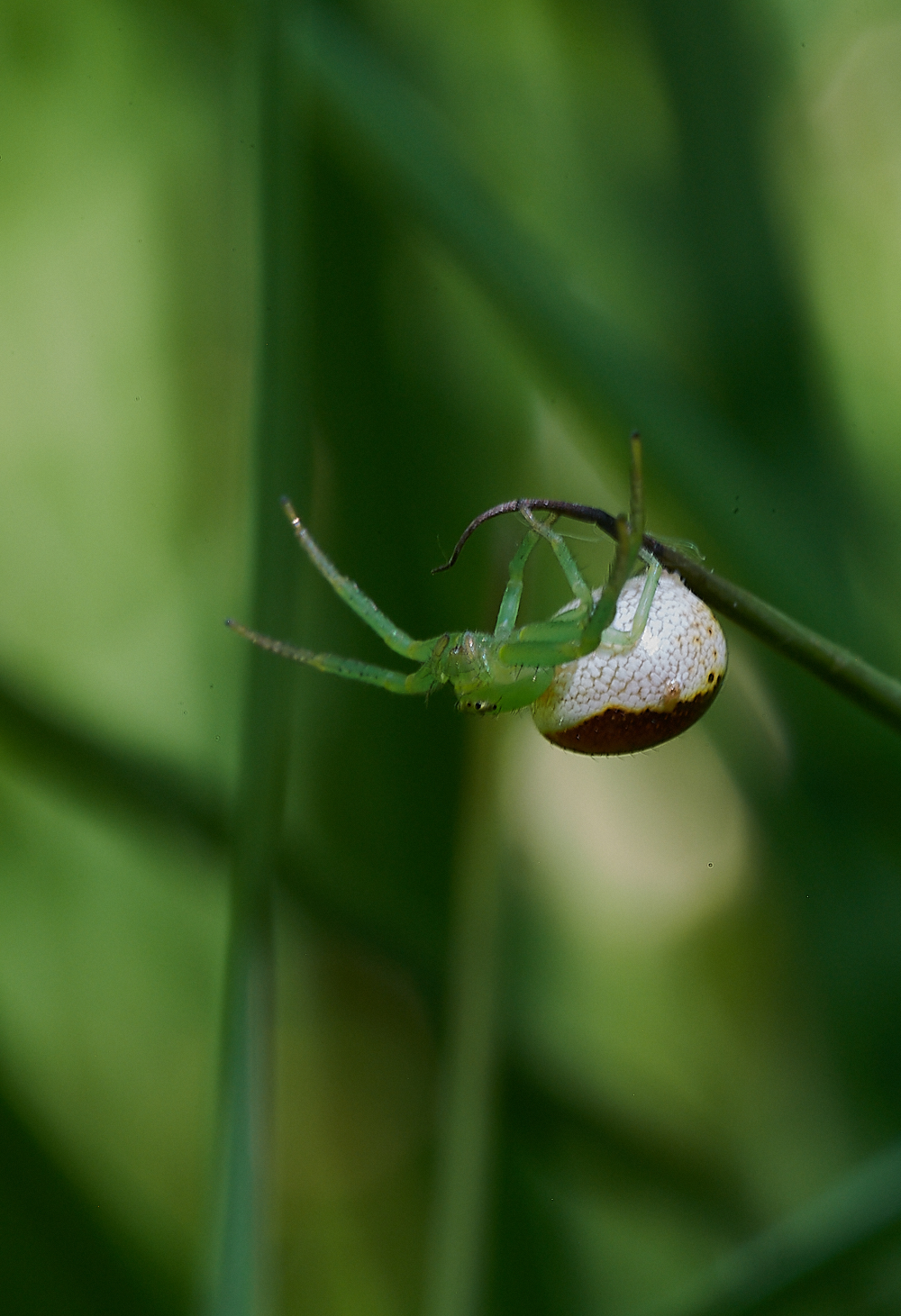 FoxleyWoodSpiderSp130621-4