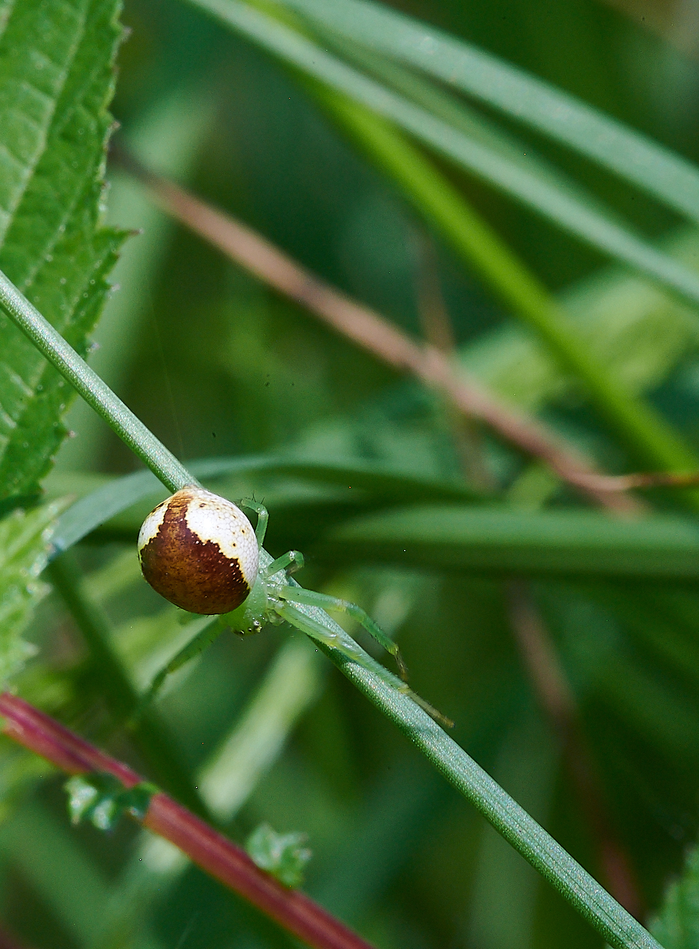 FoxleyWoodSpiderSp130621-5