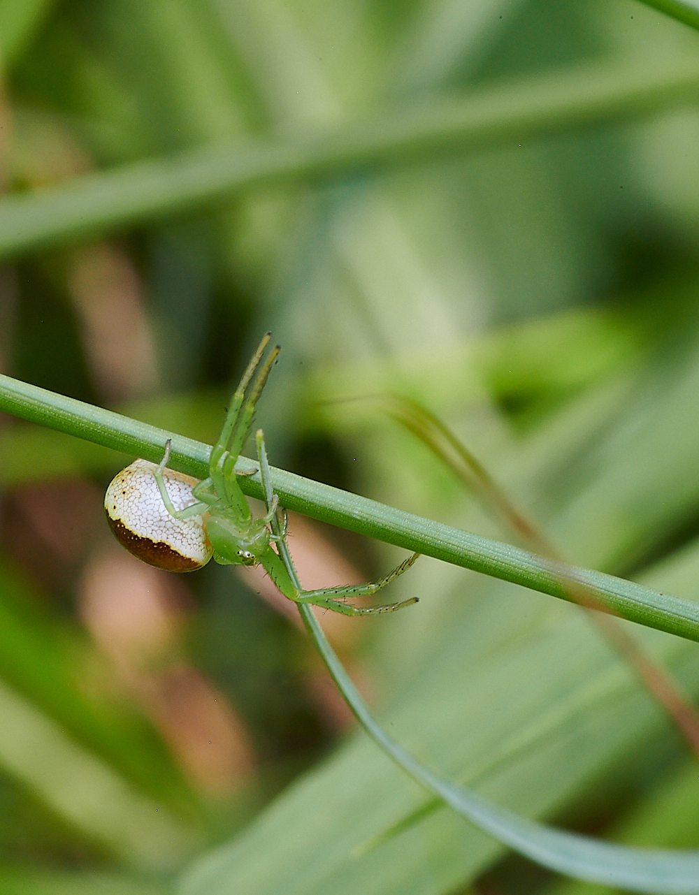 FoxleyWoodSpiderSp130621-6