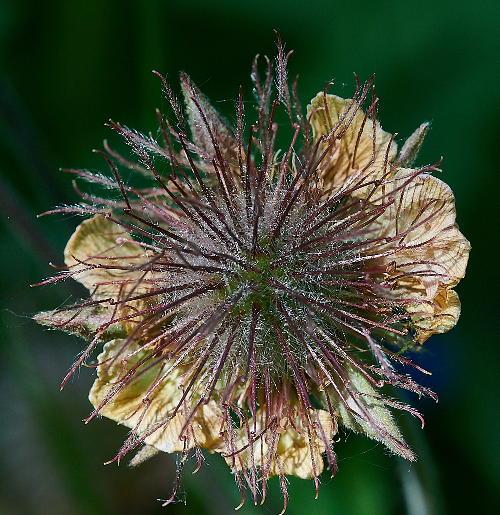 FoxleyWoodWaterAvens130621-1