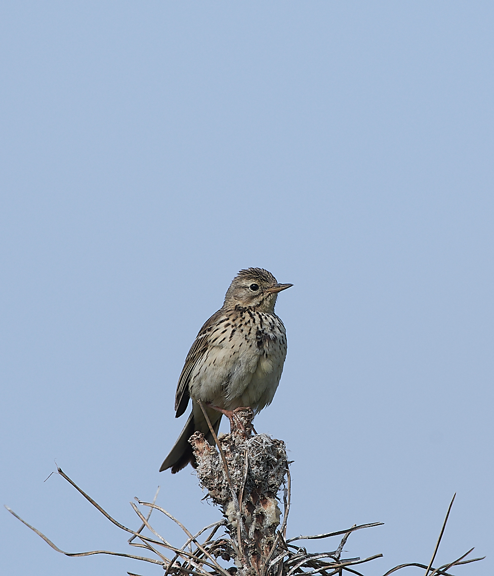 GramboroughHillMeadowPipit140621-1