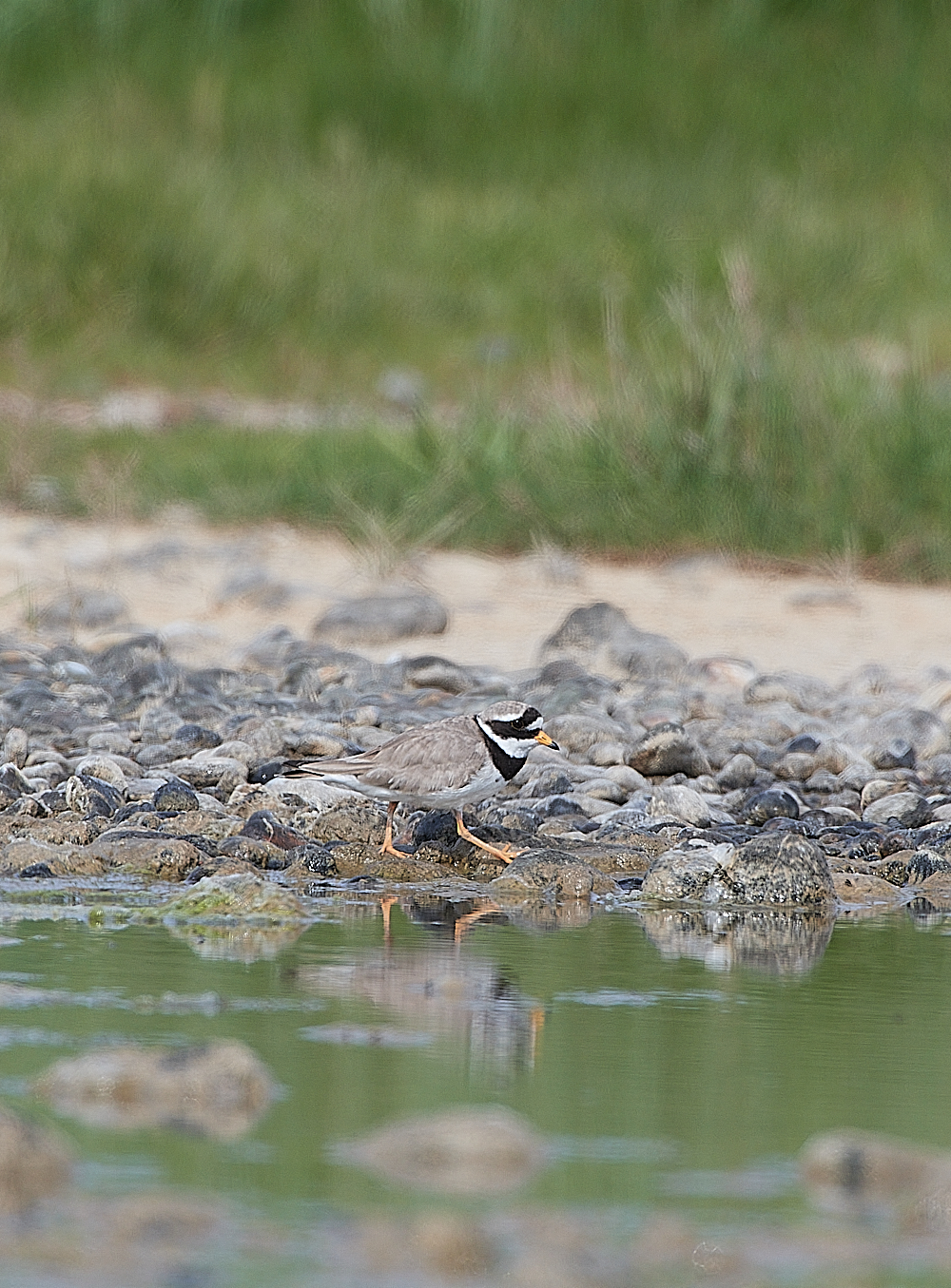 GramboroughHillRingedPlover140621-1