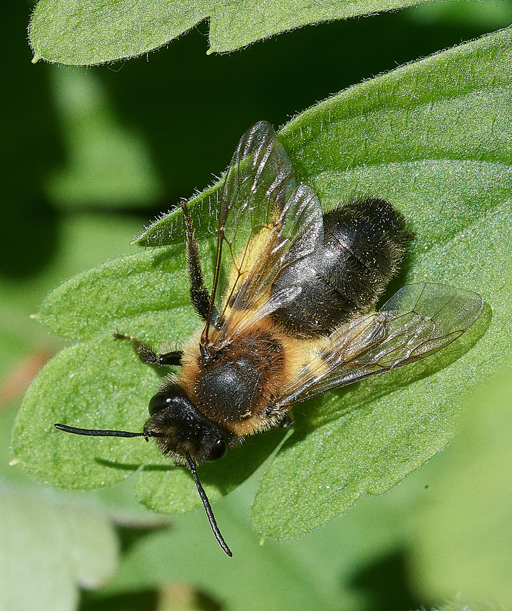 HanworthBee240521-1