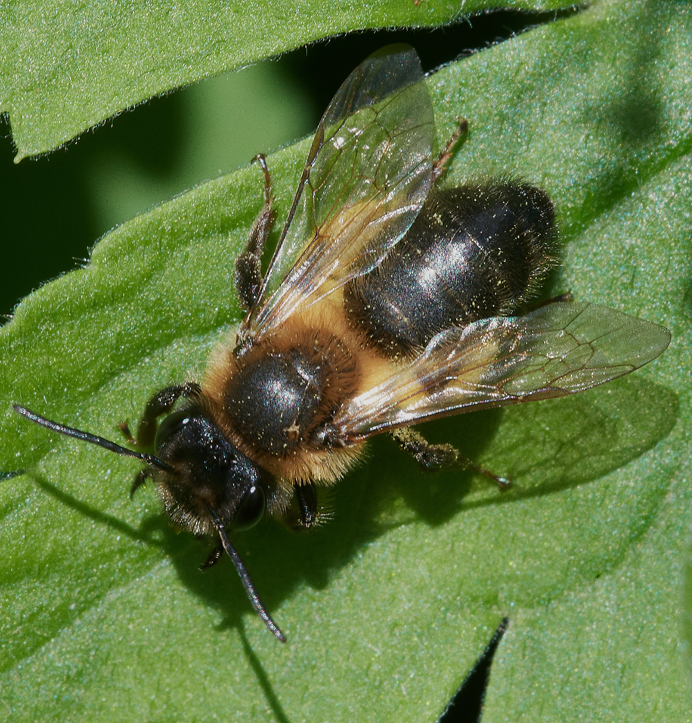 HanworthBee240521-2