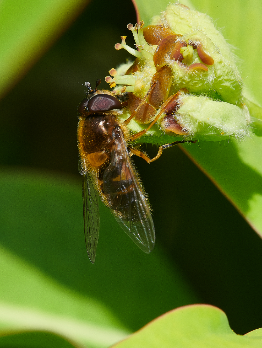 HanworthEelegans110521-1