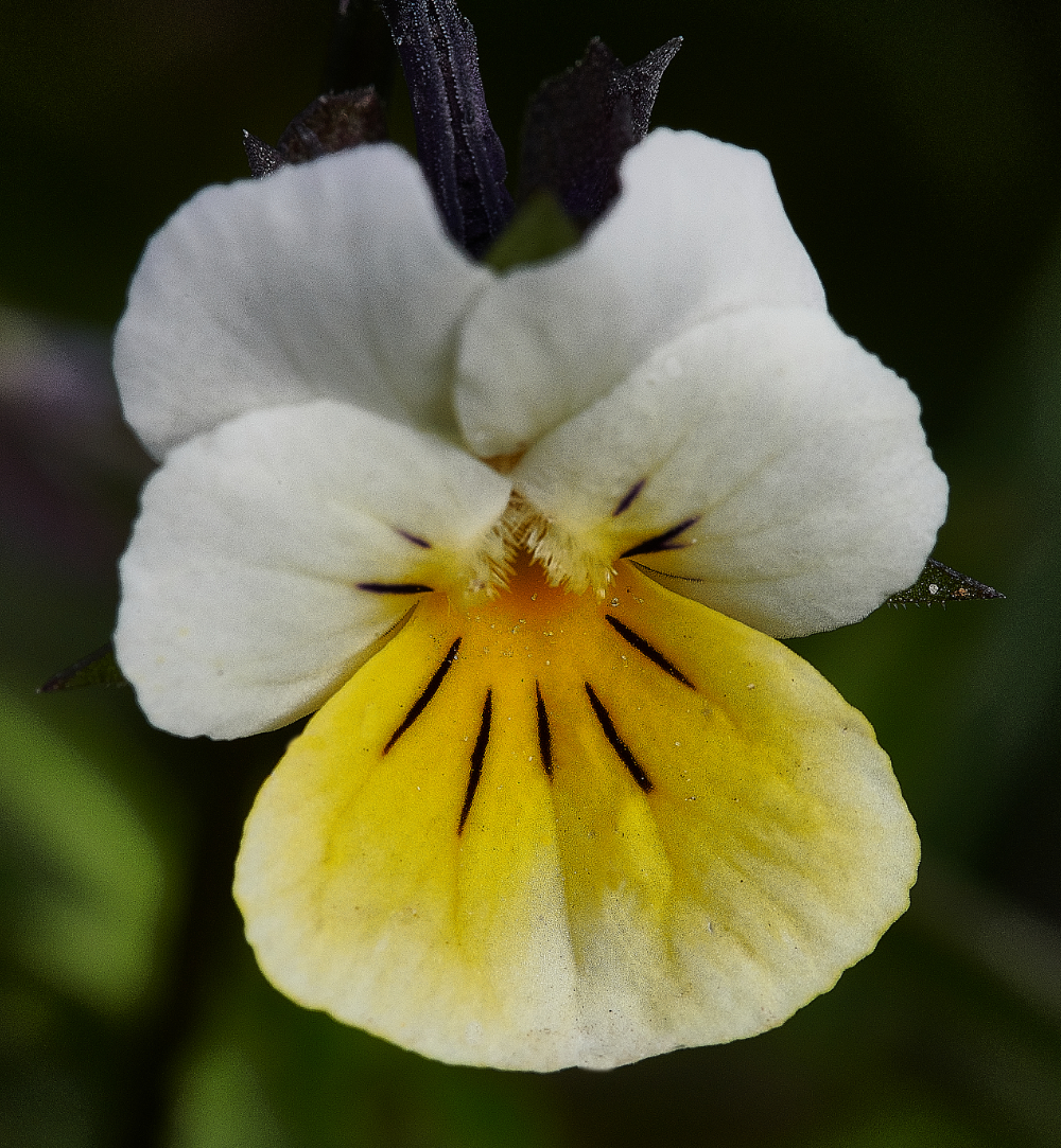 HanworthFieldPansy090521-1