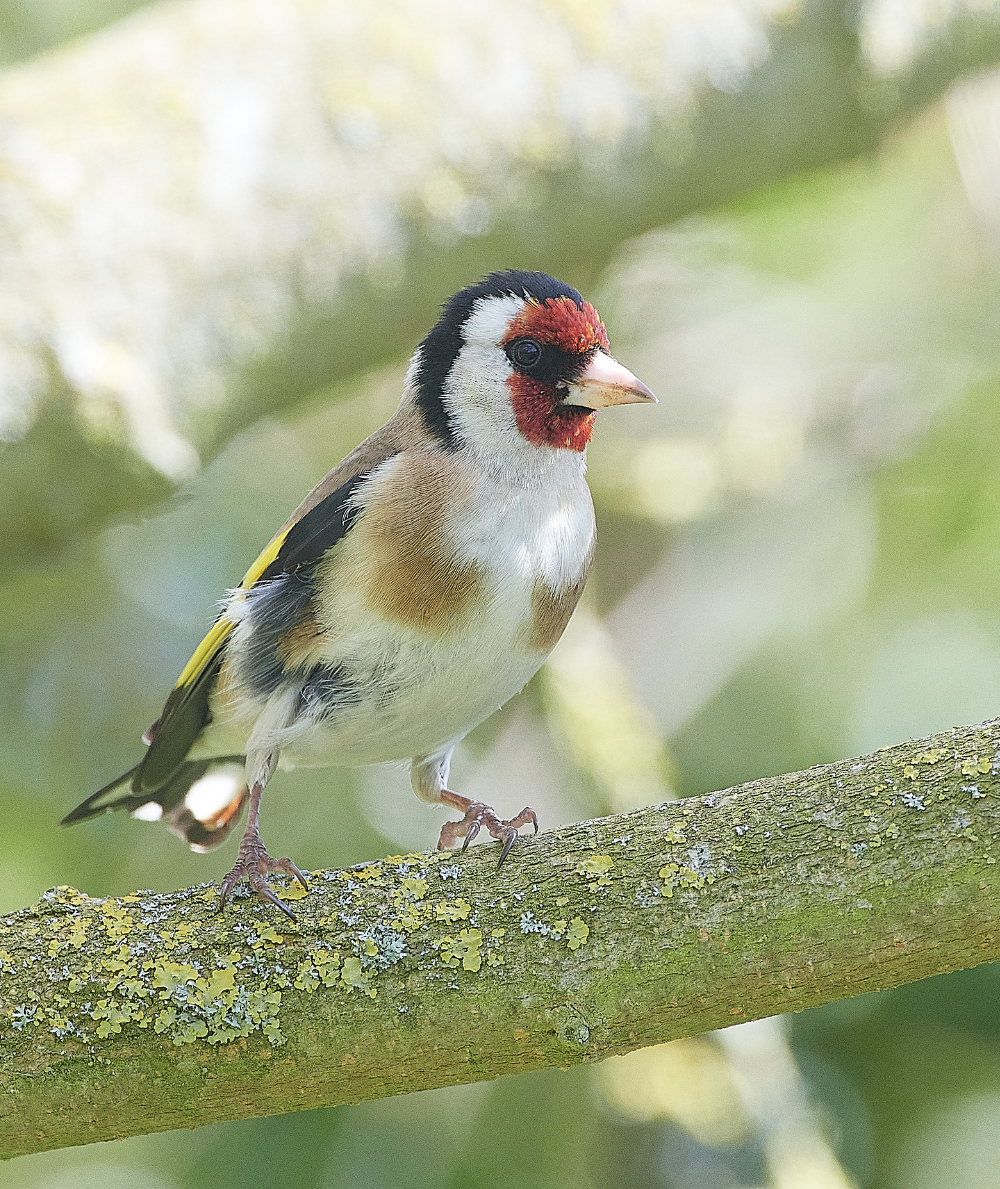 HanworthGoldfinch240521-1