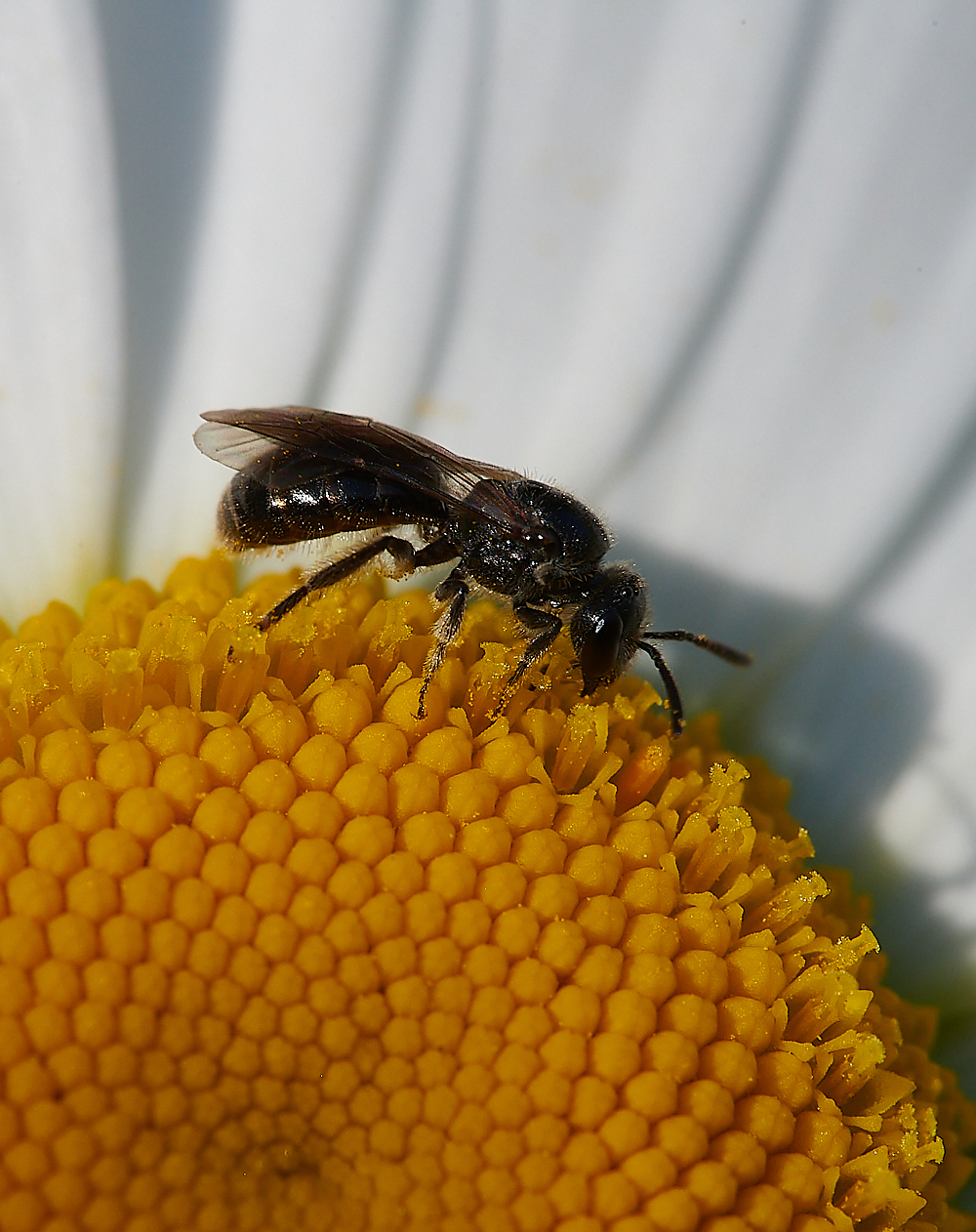 HanworthGreenFurrowBee120621-1