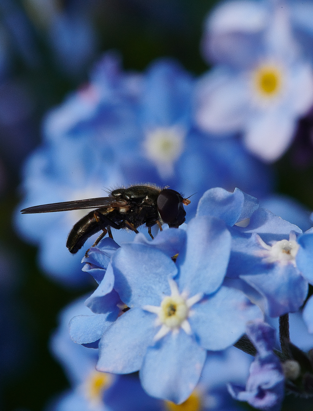 HanworthHoverfly110521-1