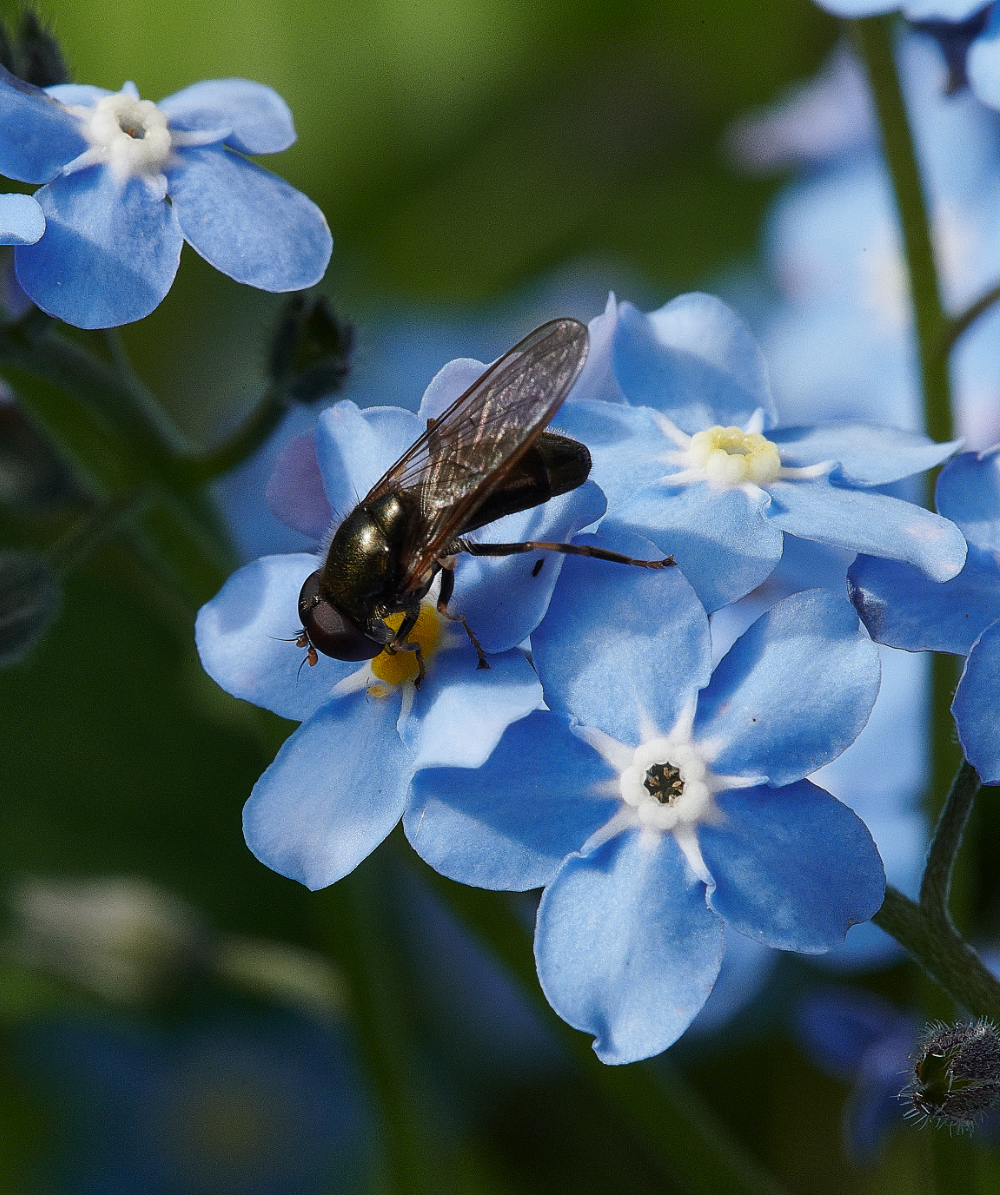 HanworthHoverfly110521-2