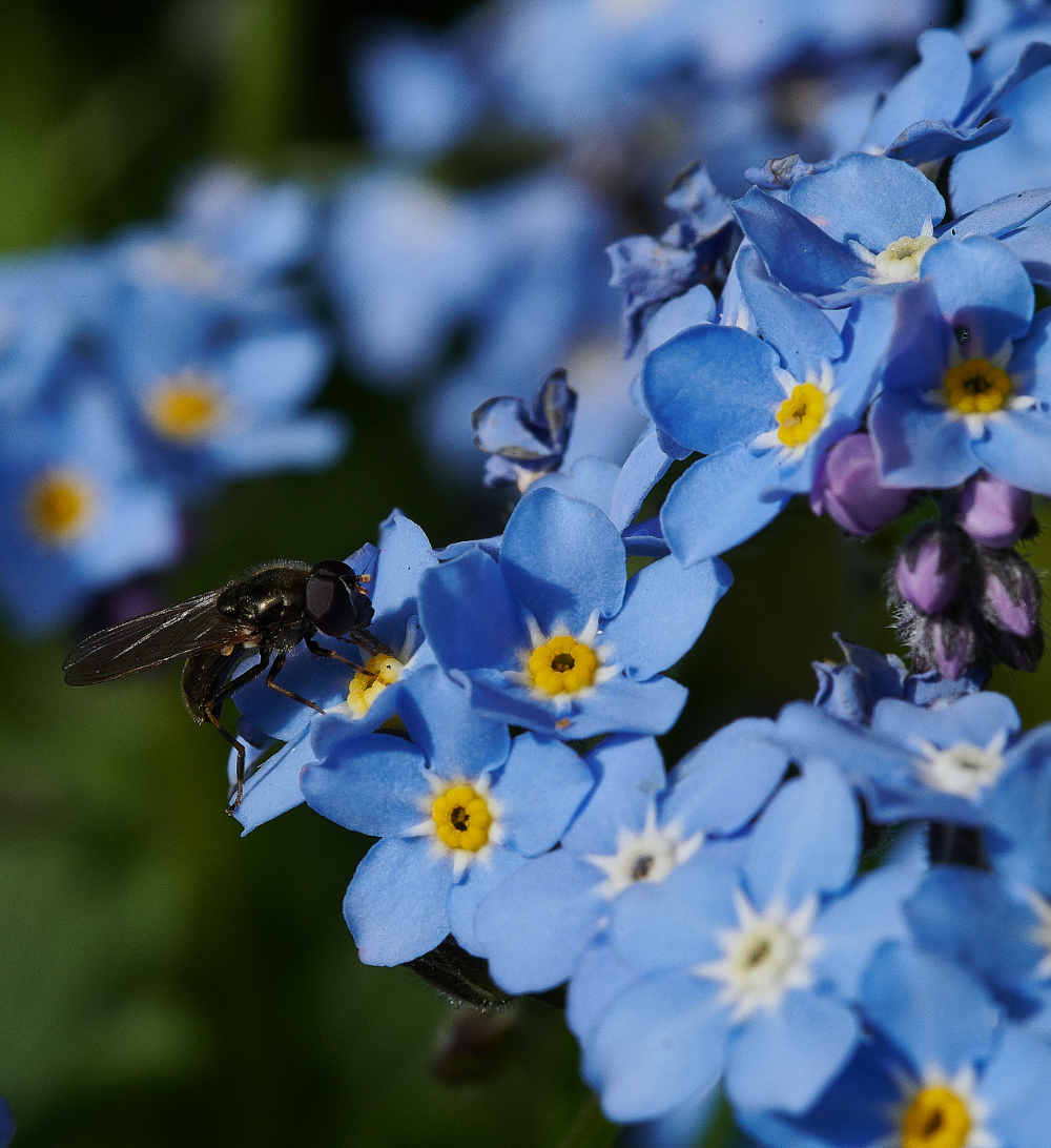 HanworthHoverfly110521-3