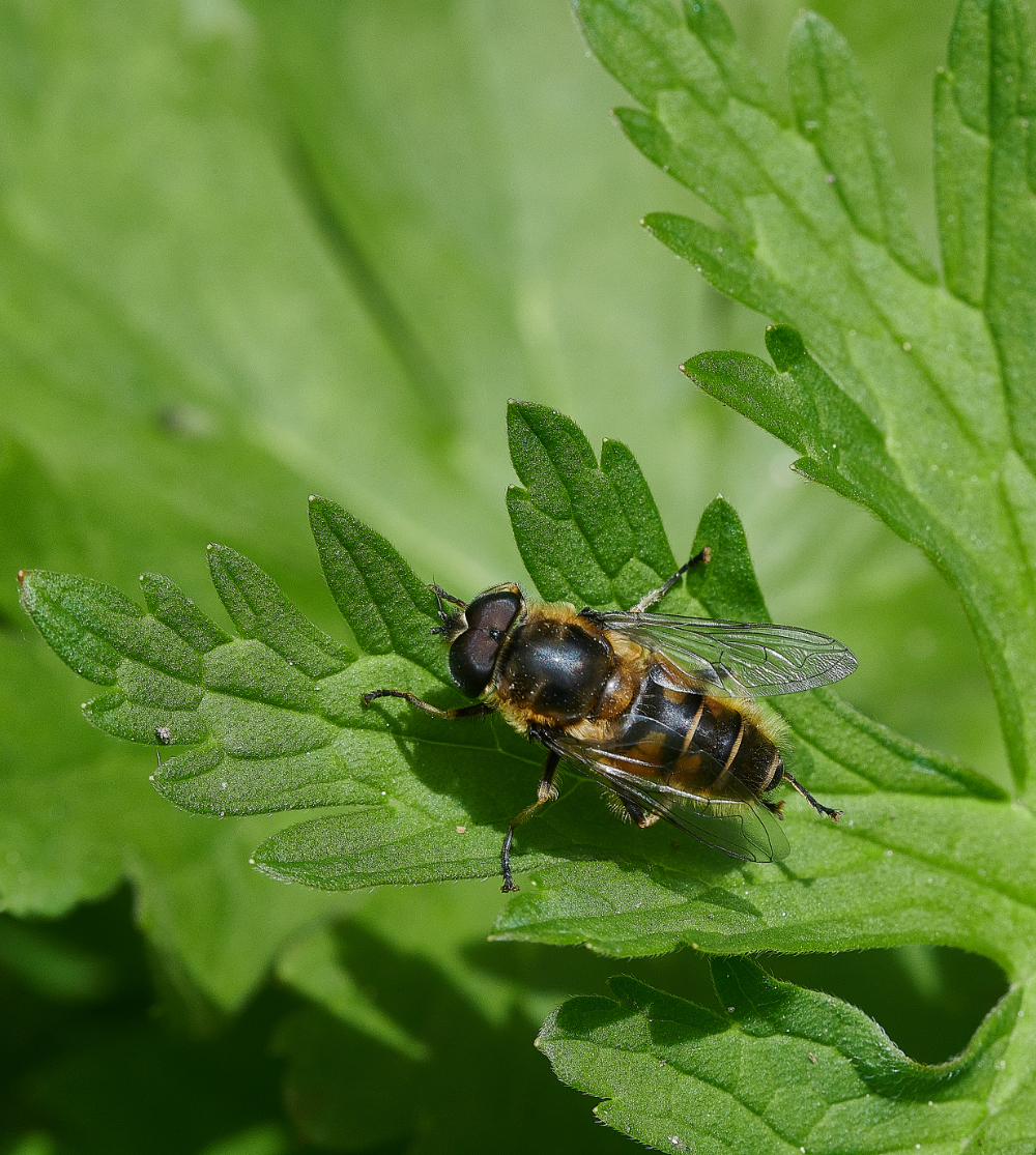 HanworthHoverfly130521-1