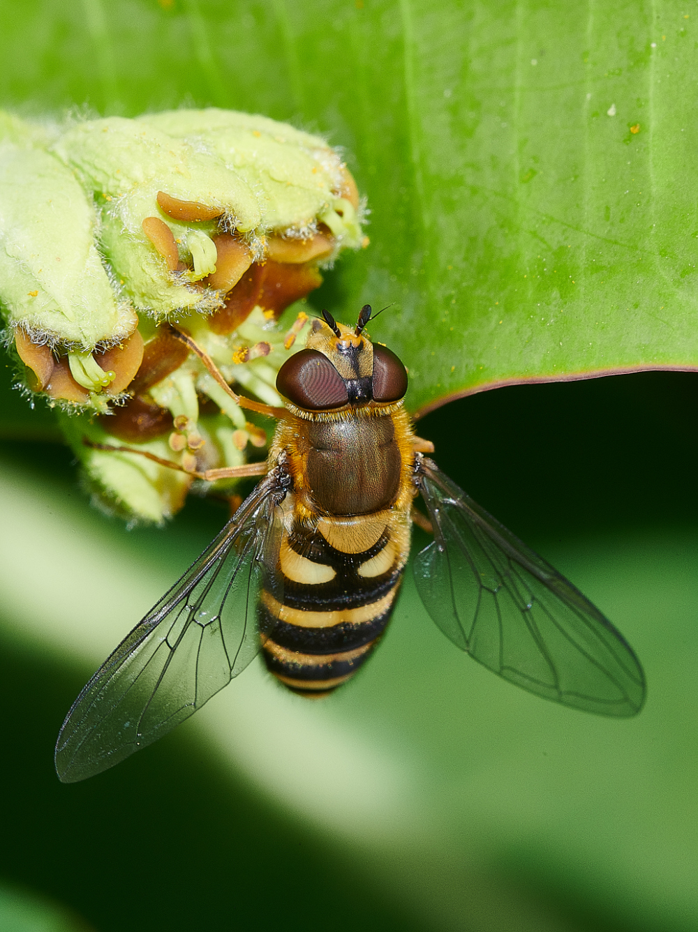 HanworthHoverfly2130521-1