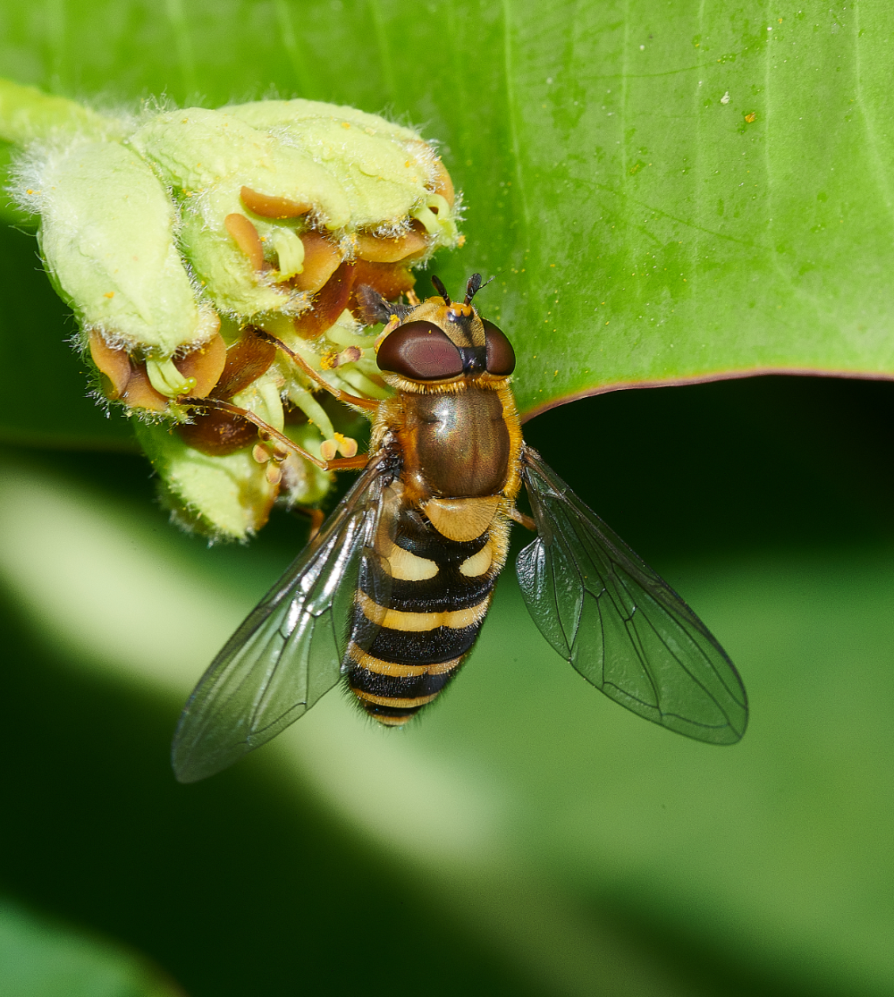 HanworthHoverfly2130521-2