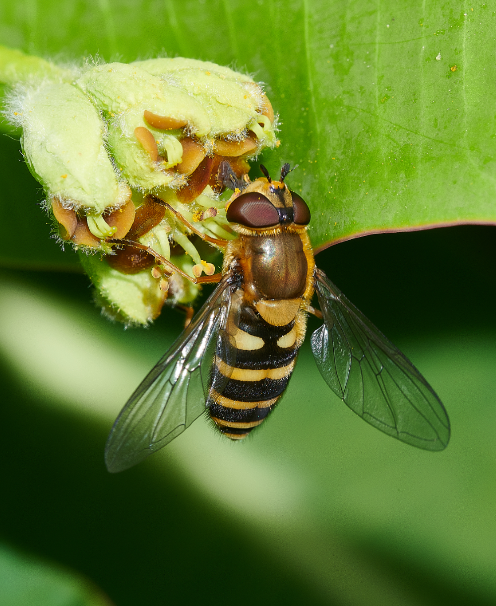 HanworthHoverfly2130521-3