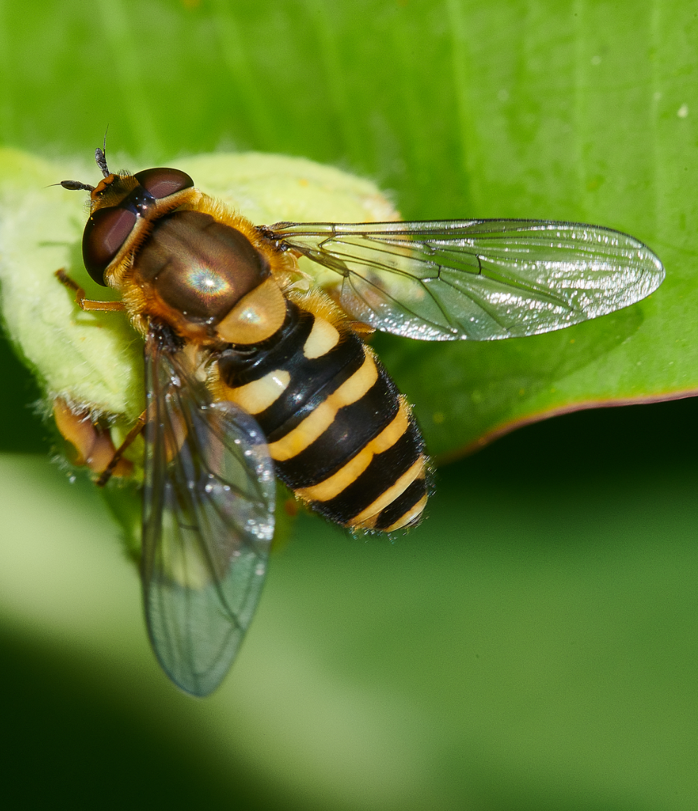 HanworthHoverfly2130521-4