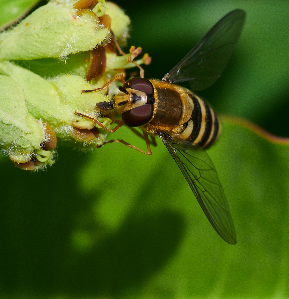 HanworthHoverfly2130521-5