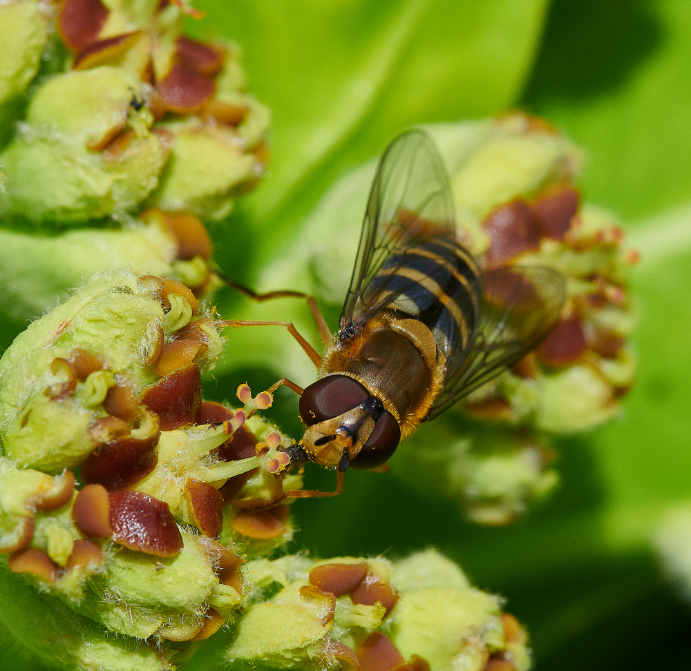 HanworthHoverfly2130521-6