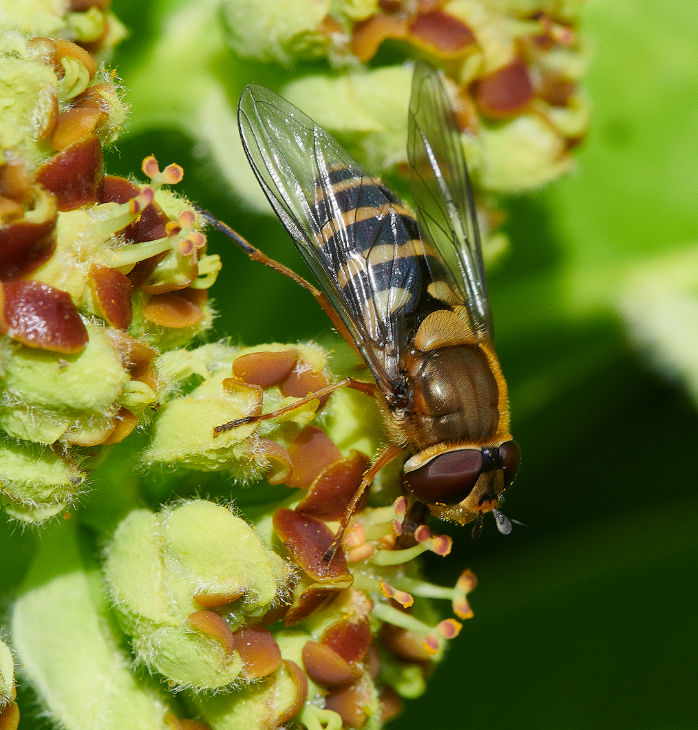 HanworthHoverfly2130521-7