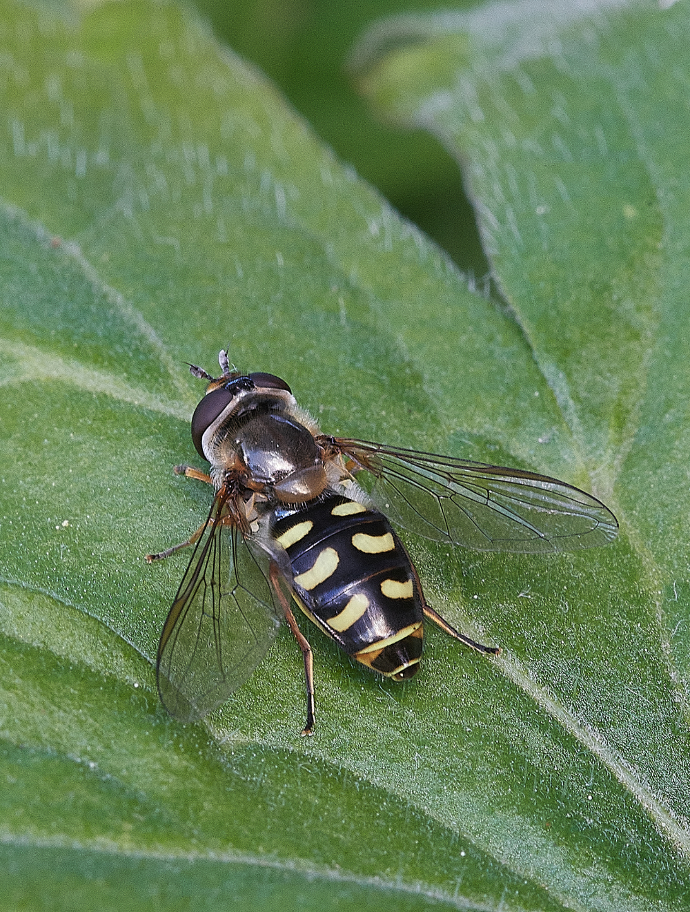 HanworthHoverfly240521-1