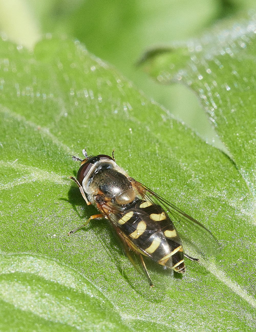 HanworthHoverfly240521-2