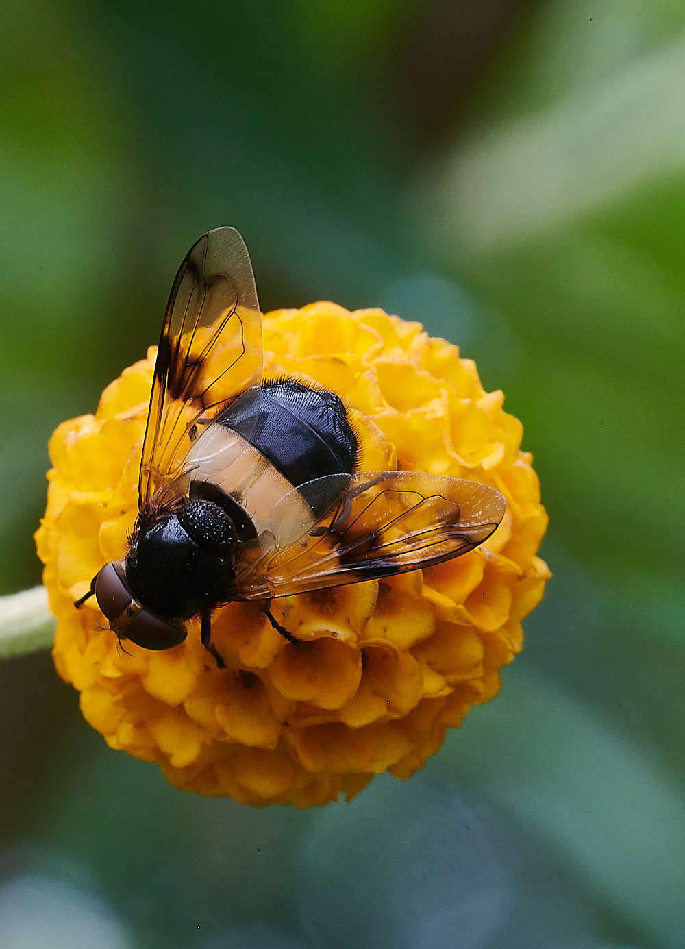 HanworthHoverfly290621-1