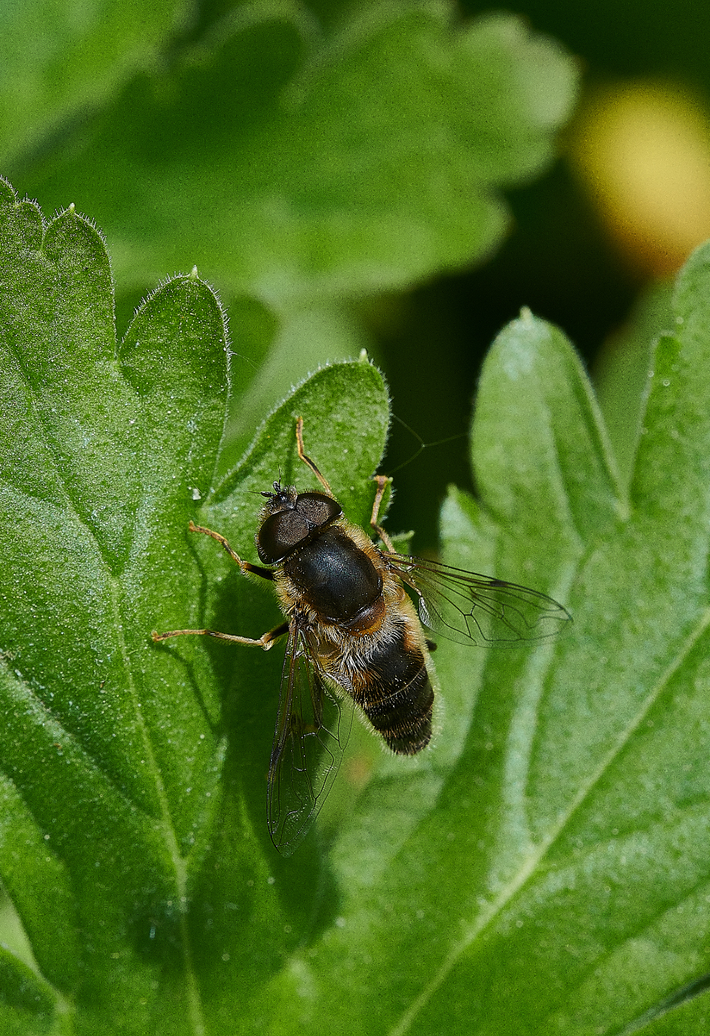 HanworthHoverfly3130521-1