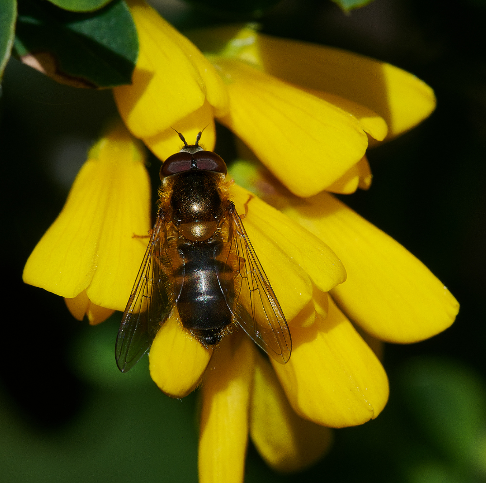 HanworthHoverfly4130521-1