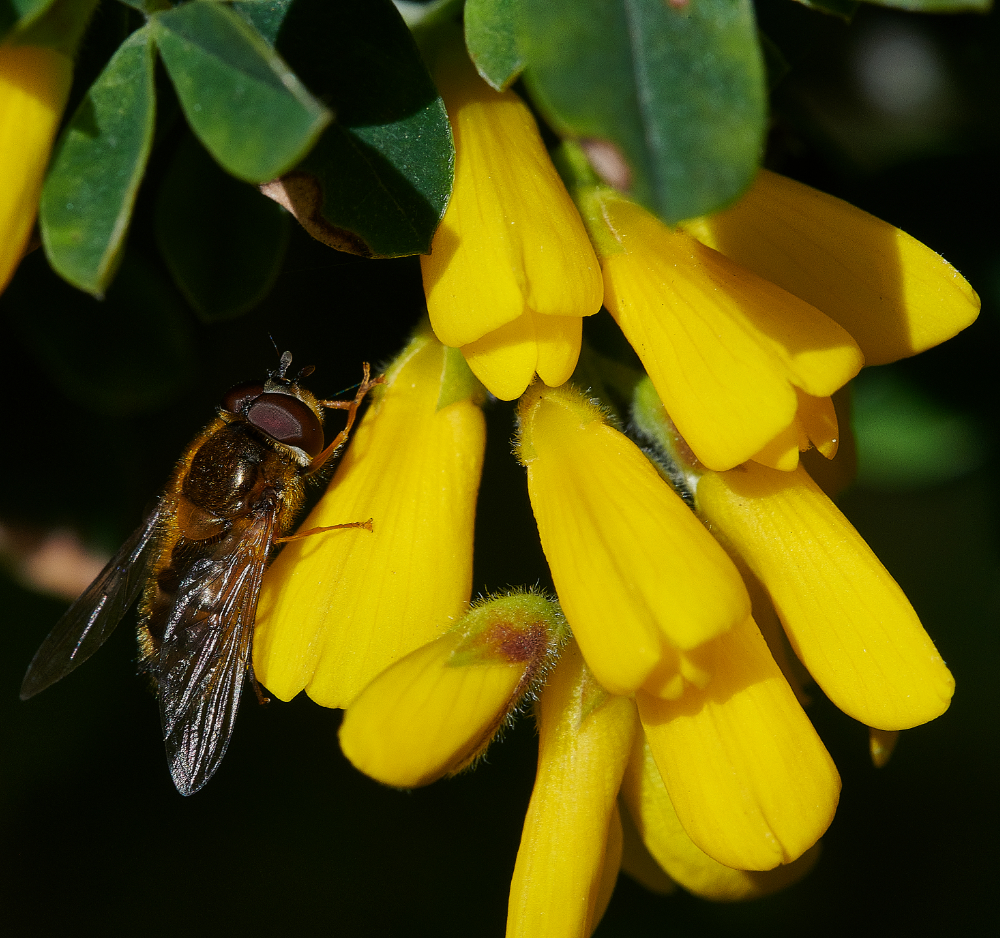 HanworthHoverfly4130521-2