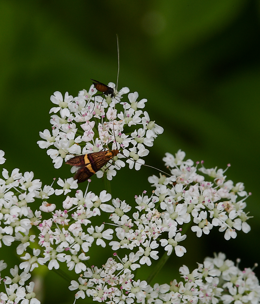 HanworthMoth290621-2