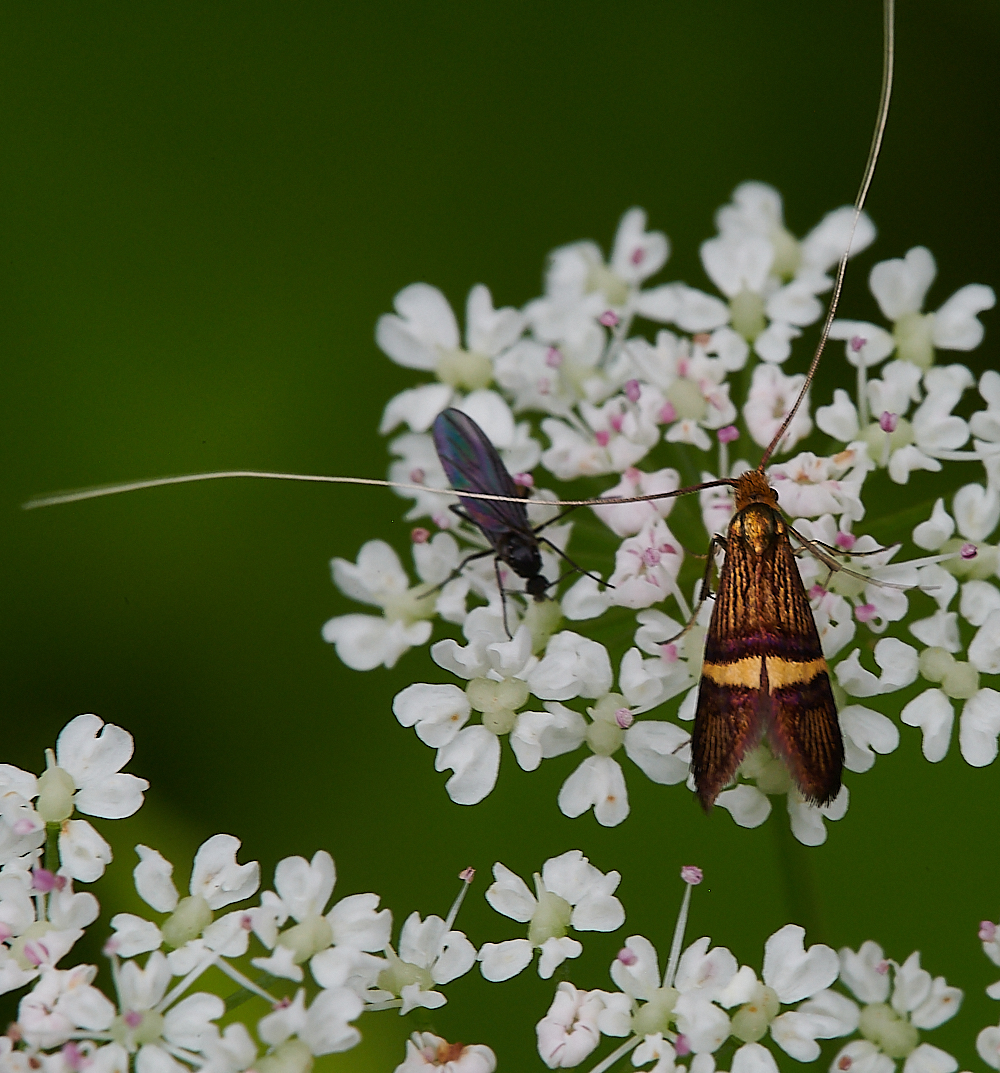 HanworthMoth290621-3