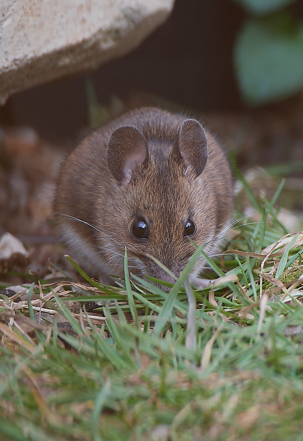 HanworthMouse010521-1