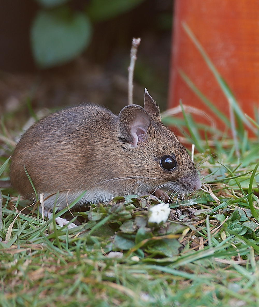 HanworthMouse010521-2