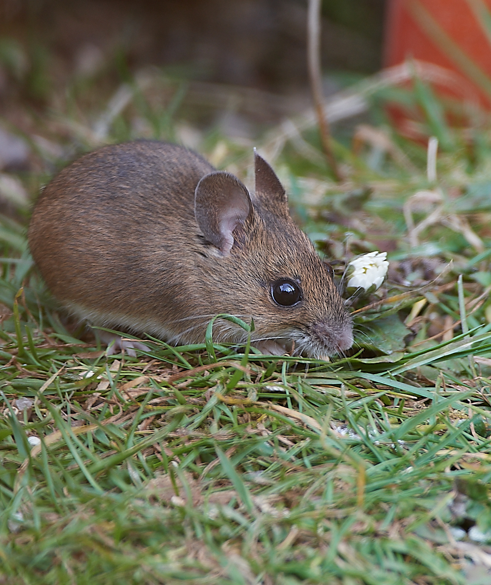 HanworthMouse010521-3