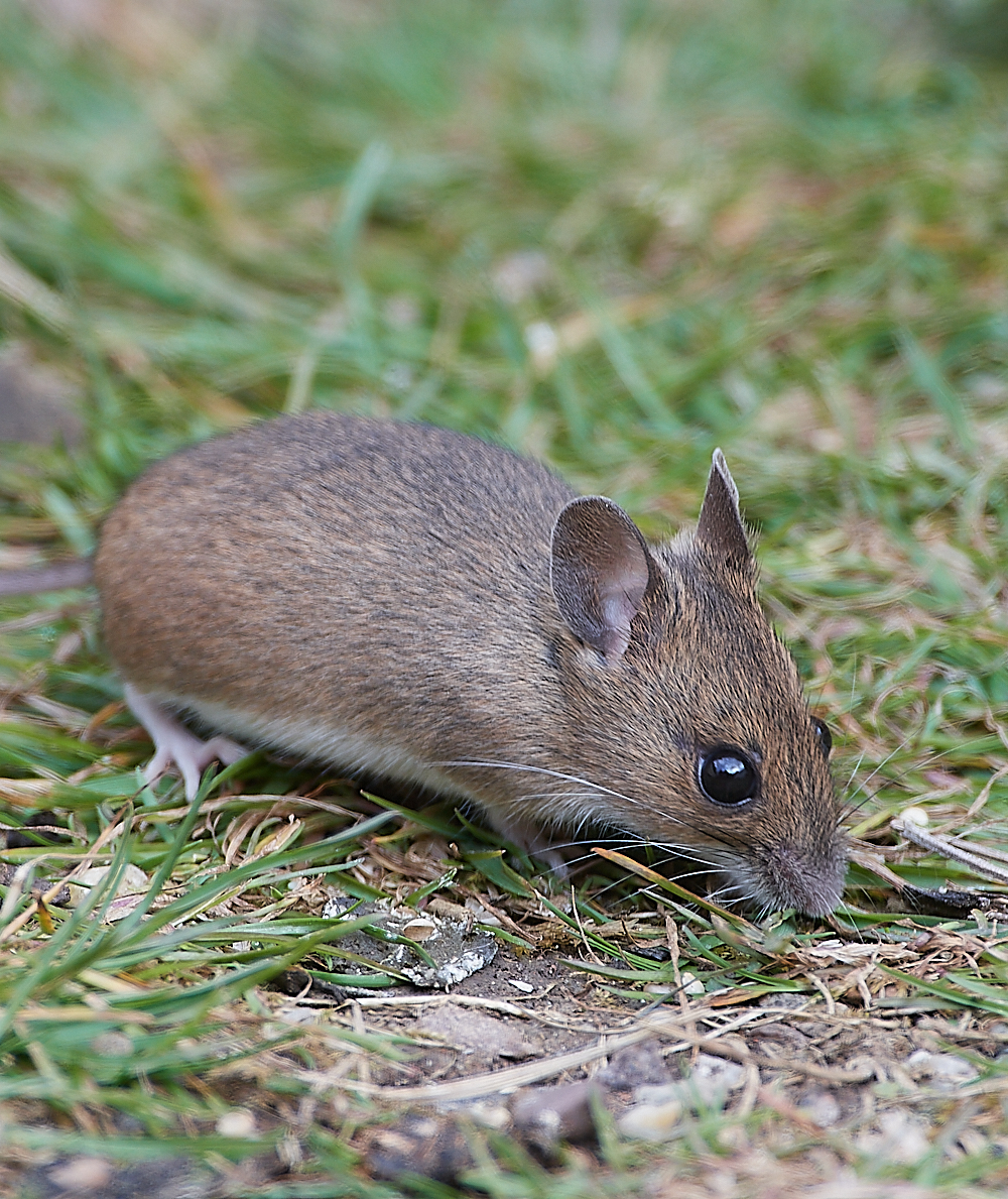 HanworthMouse010521-4