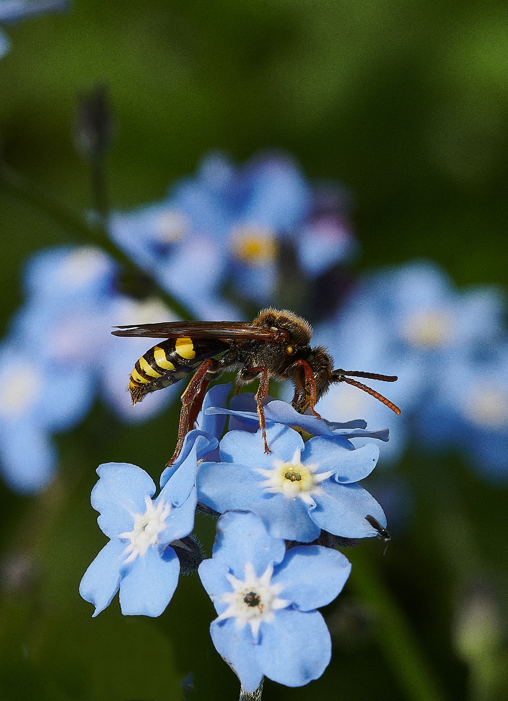 HanworthNomada110521-1