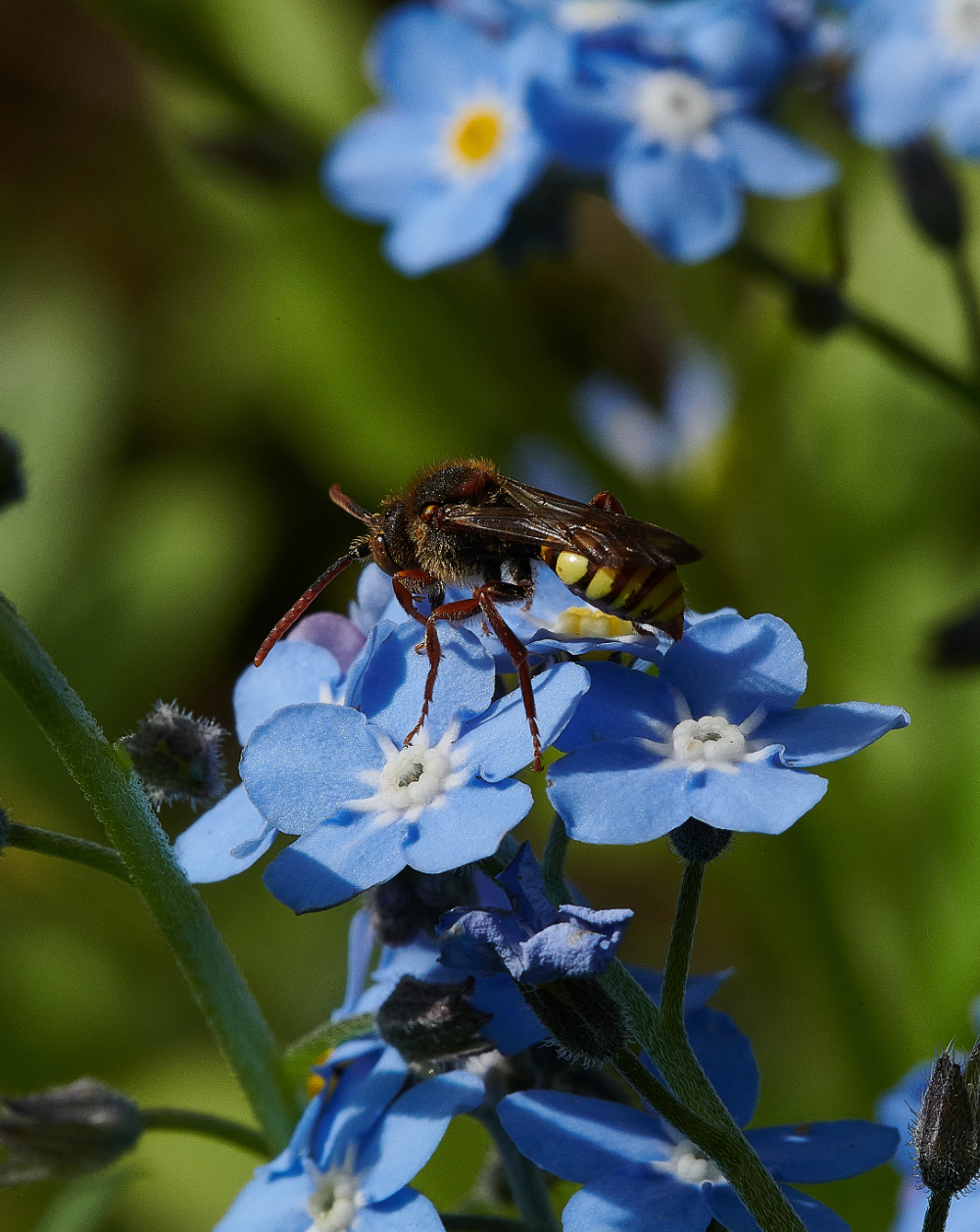 HanworthNomada110521-2