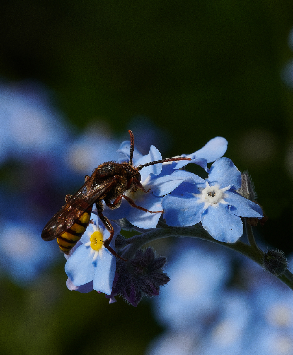 HanworthNomada110521-5